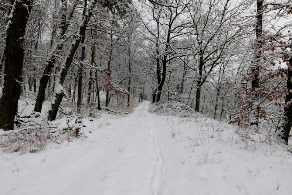 Düppeler Forst north of Königstraße with snow 2021-01-30 02