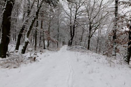Düppeler Forst north of Königstraße with snow 2021-01-30 02