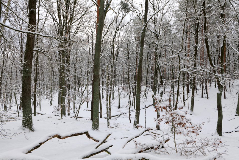 Düppeler Forst north of Königstraße with snow 2021-01-30 27