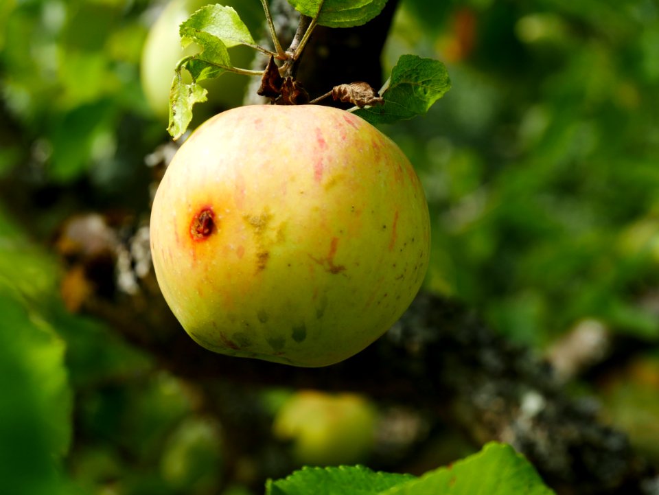 Dülmener Rosenapfel Freilichtmuseum Roscheider Hof Frucht H5