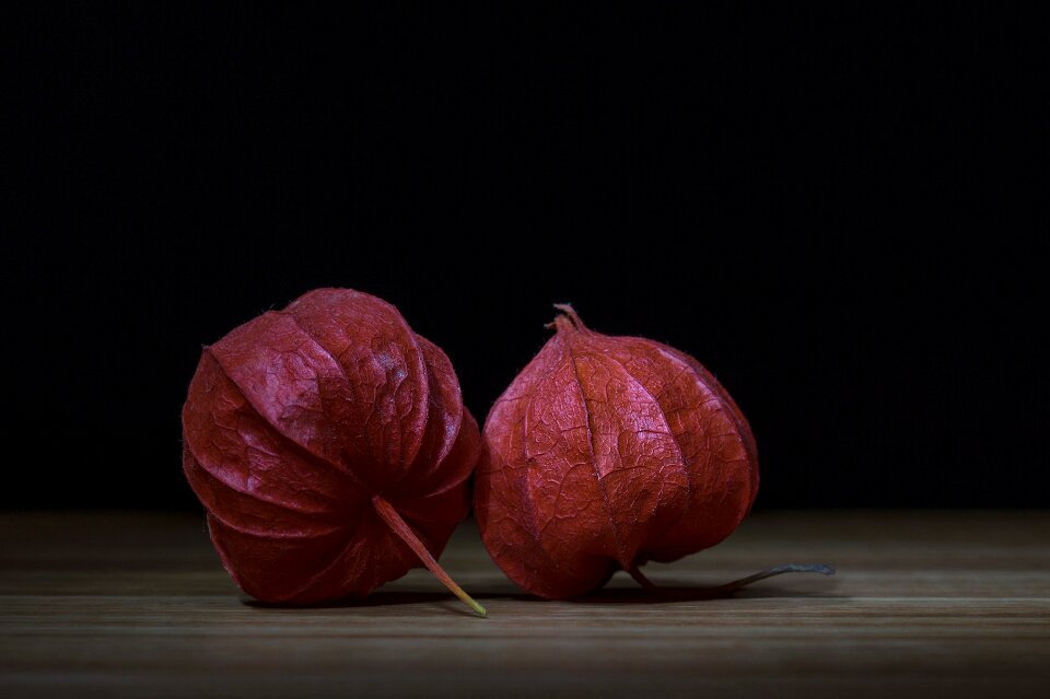 Physalis alkekengi orange bladder cherry