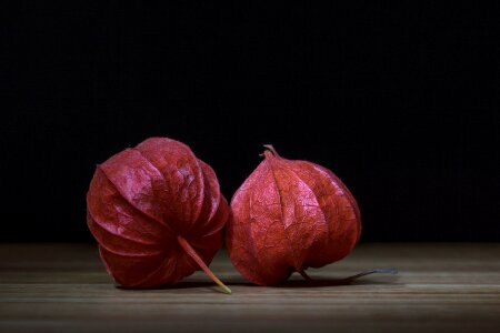 Physalis alkekengi orange bladder cherry