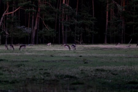 Dama dama in the Spandauer Forst 2020-04-11 42