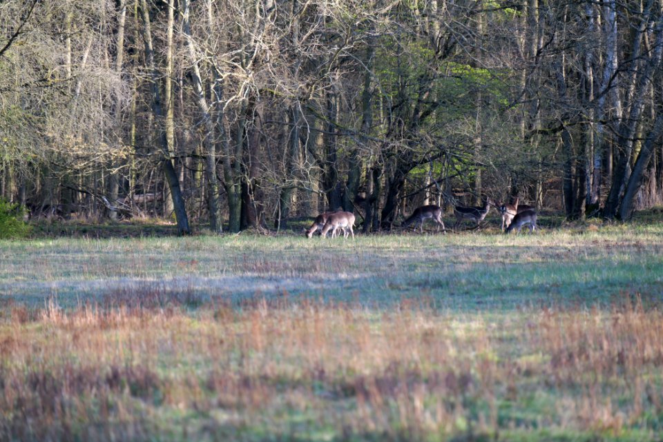 Dama dama in the Spandauer Forst 2020-04-14 03