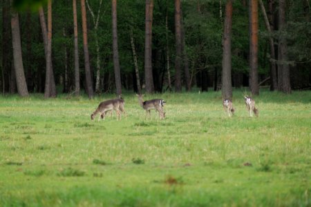 Dama dama in the Spandauer Forst 2020-04-28 01