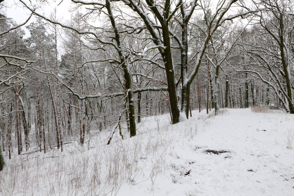 Düppeler Forst north of Königstraße with snow 2021-01-30 09