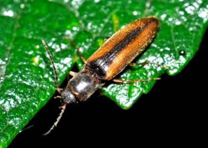 Dalopius-marginatus-04-fws