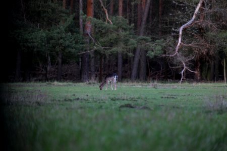 Dama dama in the Spandauer Forst 2020-04-11 25