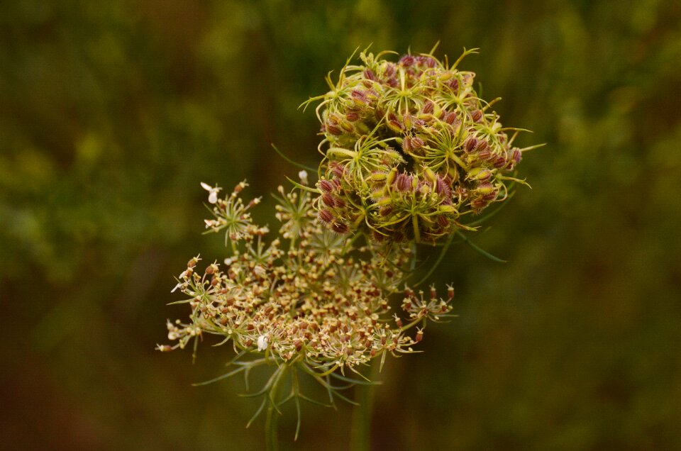 Field plant wild plant pointed flower