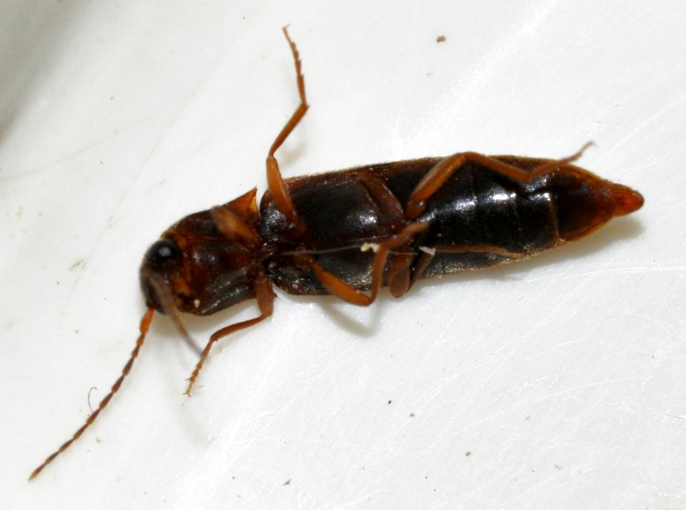 Dalopius-marginatus-09-fws