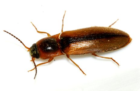 Dalopius-marginatus-18-fws