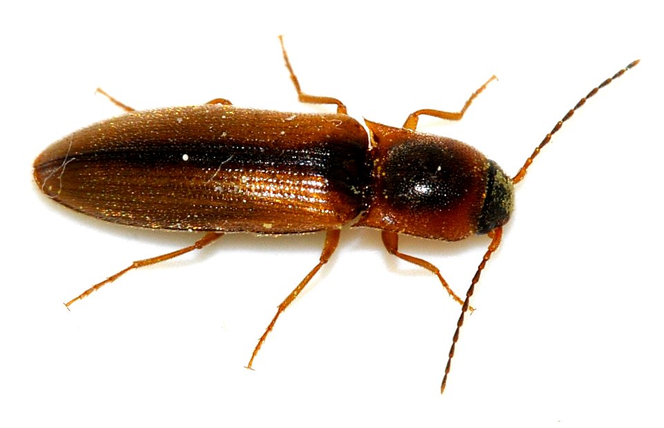 Dalopius-marginatus-17-fws