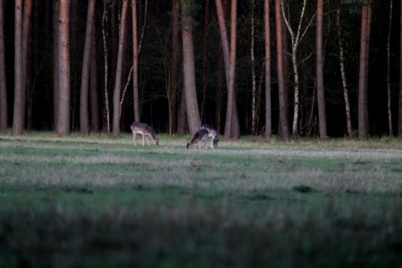 Dama dama in the Spandauer Forst 2020-04-11 18