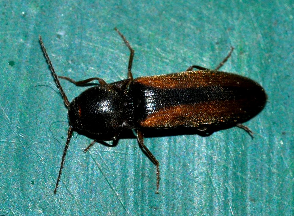 Dalopius-marginatus-07-fws