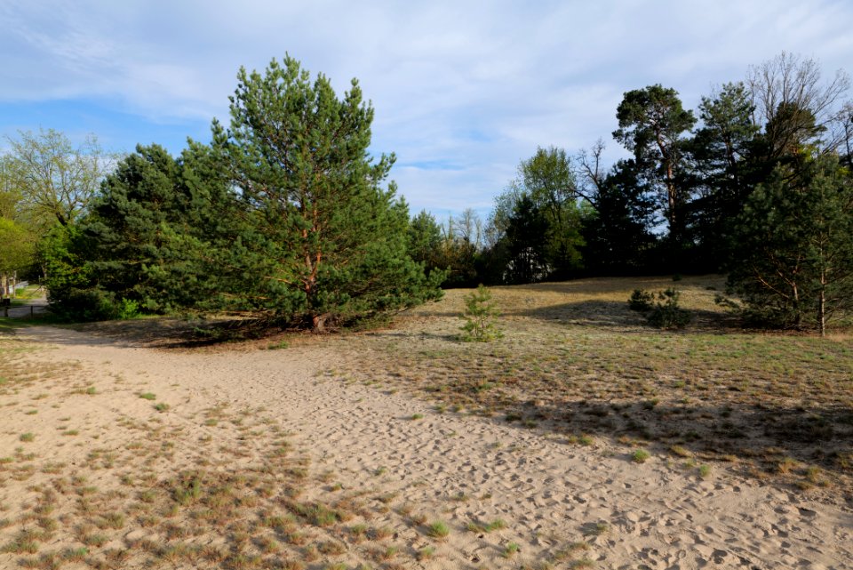 Dünen Dabendorf 2021-05-09 12