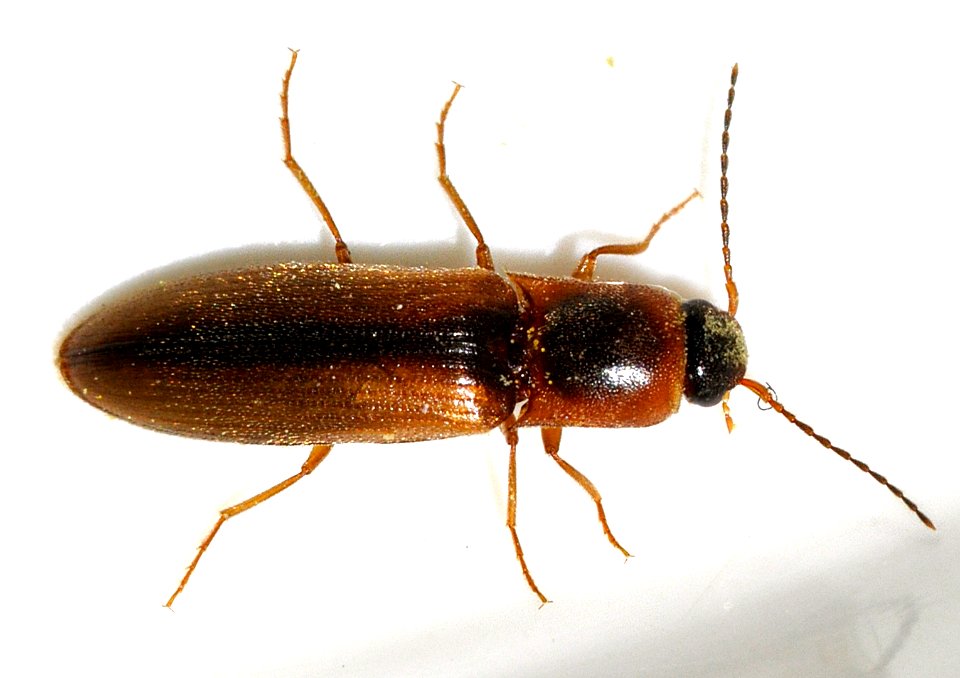 Dalopius-marginatus-15-fws
