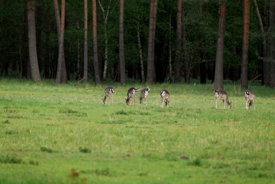 Dama dama in the Spandauer Forst 2020-04-28 04