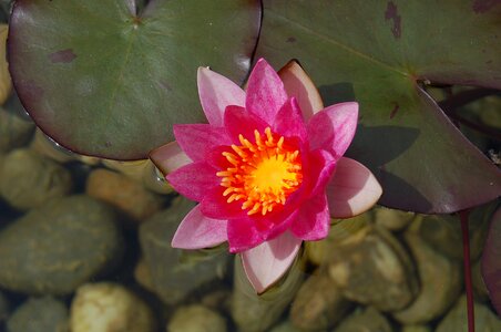 Lake rose pond blossom photo