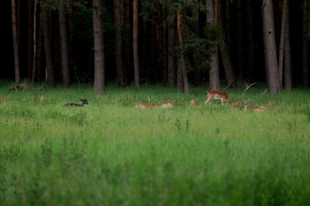 Dama dama in the Spandauer Forst 2020-06-03 12