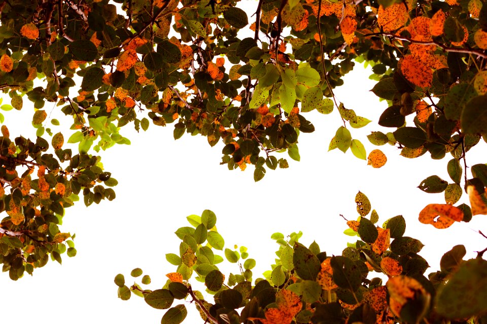 Autumn tree tree brown leaf