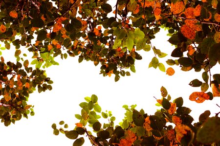 Autumn tree tree brown leaf
