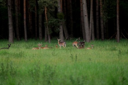 Dama dama in the Spandauer Forst 2020-06-03 14