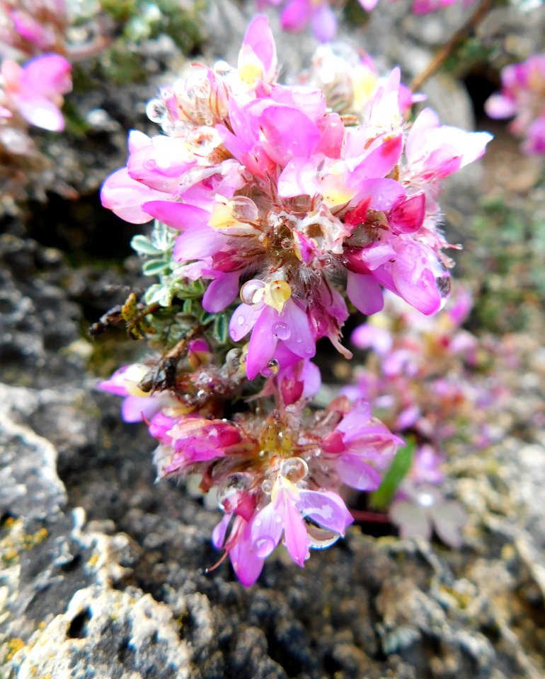 Dalea aff. versicolor