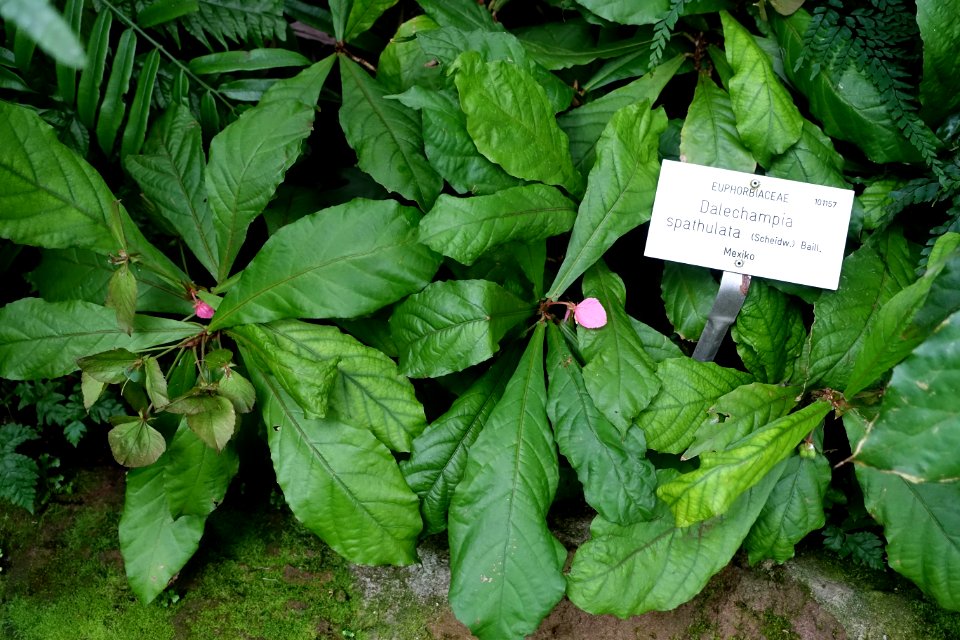 Dalechampia spathulata - Botanischer Garten - Heidelberg, Germany - DSC00981