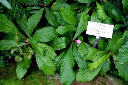 Dalechampia spathulata - Botanischer Garten - Heidelberg, Germany - DSC00981