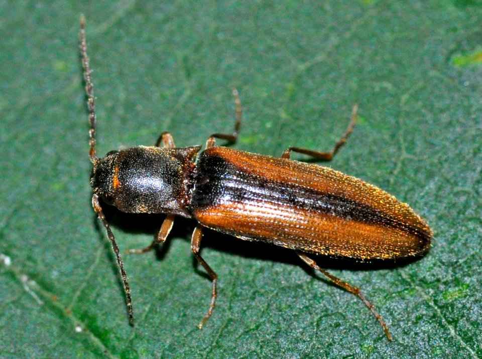 Dalopius-marginatus-01-fws