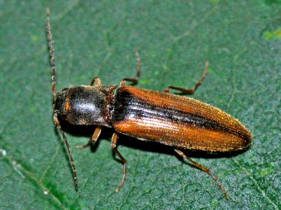 Dalopius-marginatus-01-fws