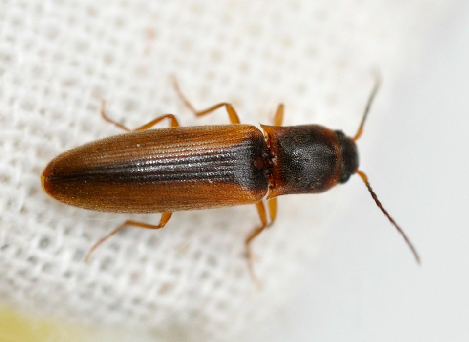 Dalopius-marginatus-05-fws