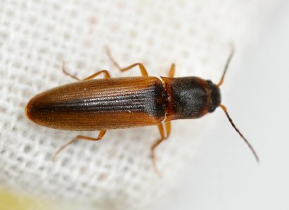 Dalopius-marginatus-05-fws