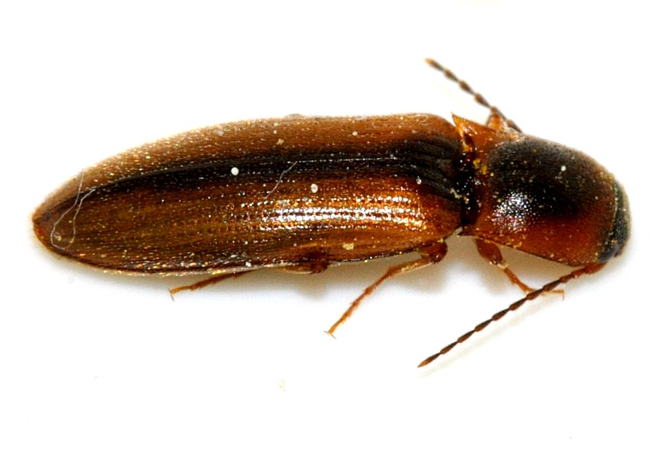 Dalopius-marginatus-16-fws