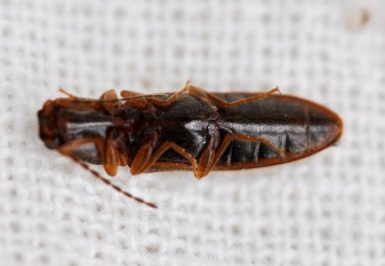 Dalopius-marginatus-06-fws