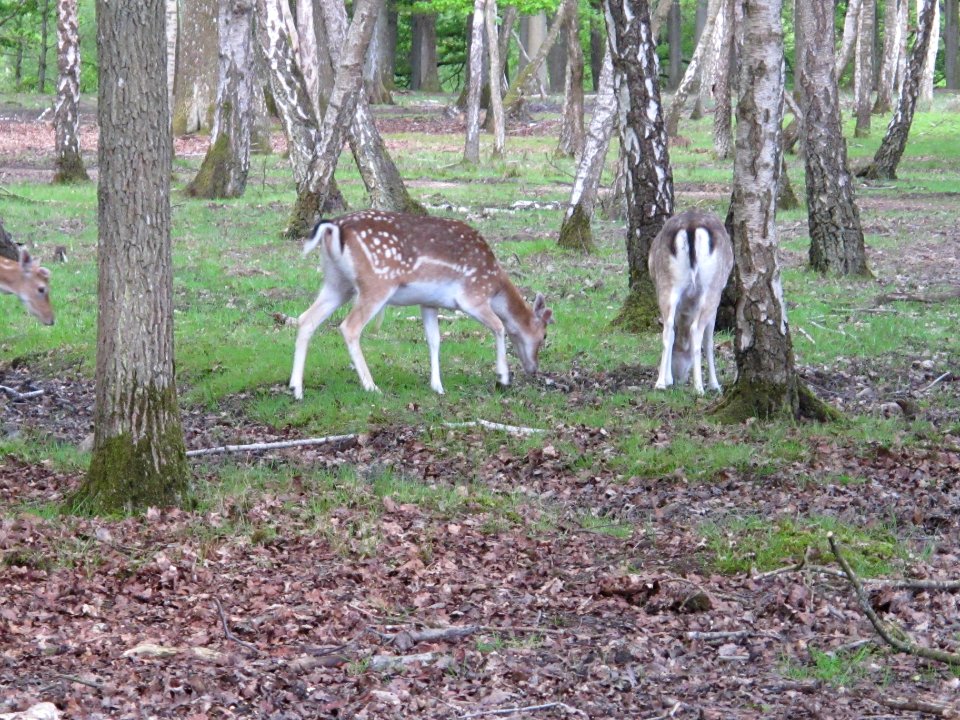 Daim, Espace Rambouillet, France 03