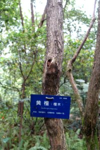 Dalbergia hupeana - Chengdu Botanical Garden - Chengdu, China - DSC03370