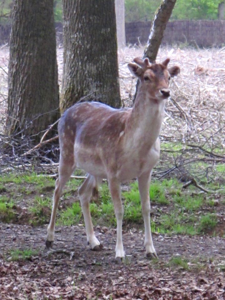 Daim, Espace Rambouillet, France 01