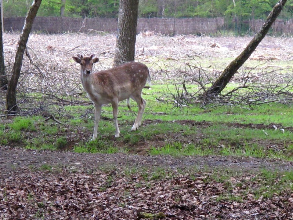 Daim, Espace Rambouillet, France 10