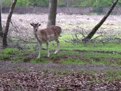 Daim, Espace Rambouillet, France 10