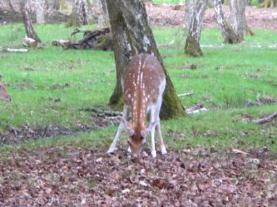 Daim, Espace Rambouillet, France 04