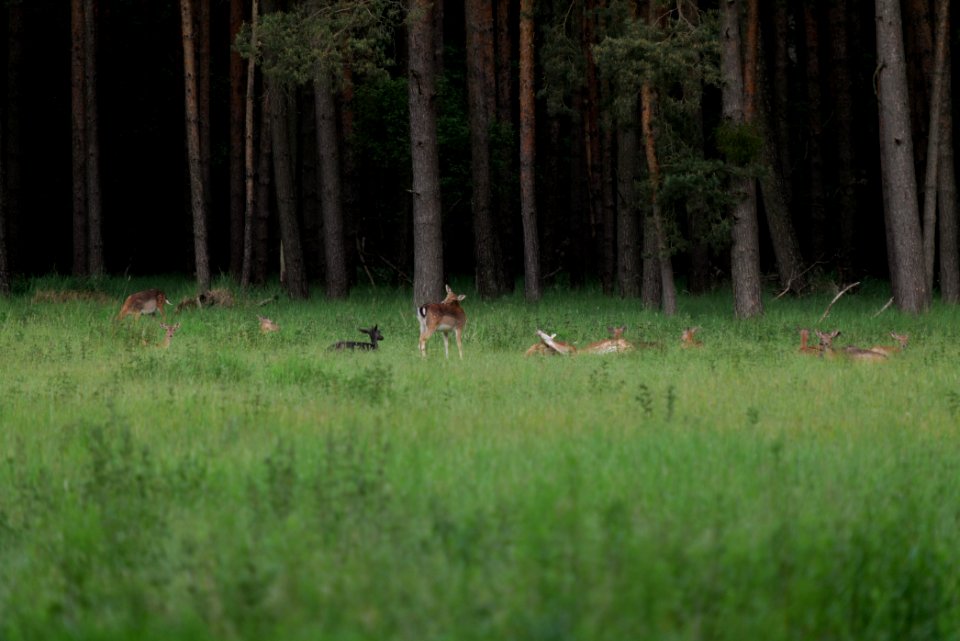 Dama dama in the Spandauer Forst 2020-06-03 10