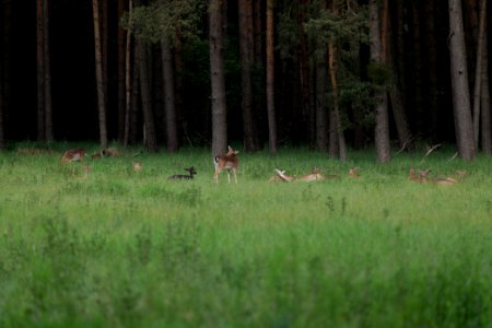Dama dama in the Spandauer Forst 2020-06-03 10