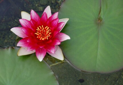 Lake rose pond blossom photo