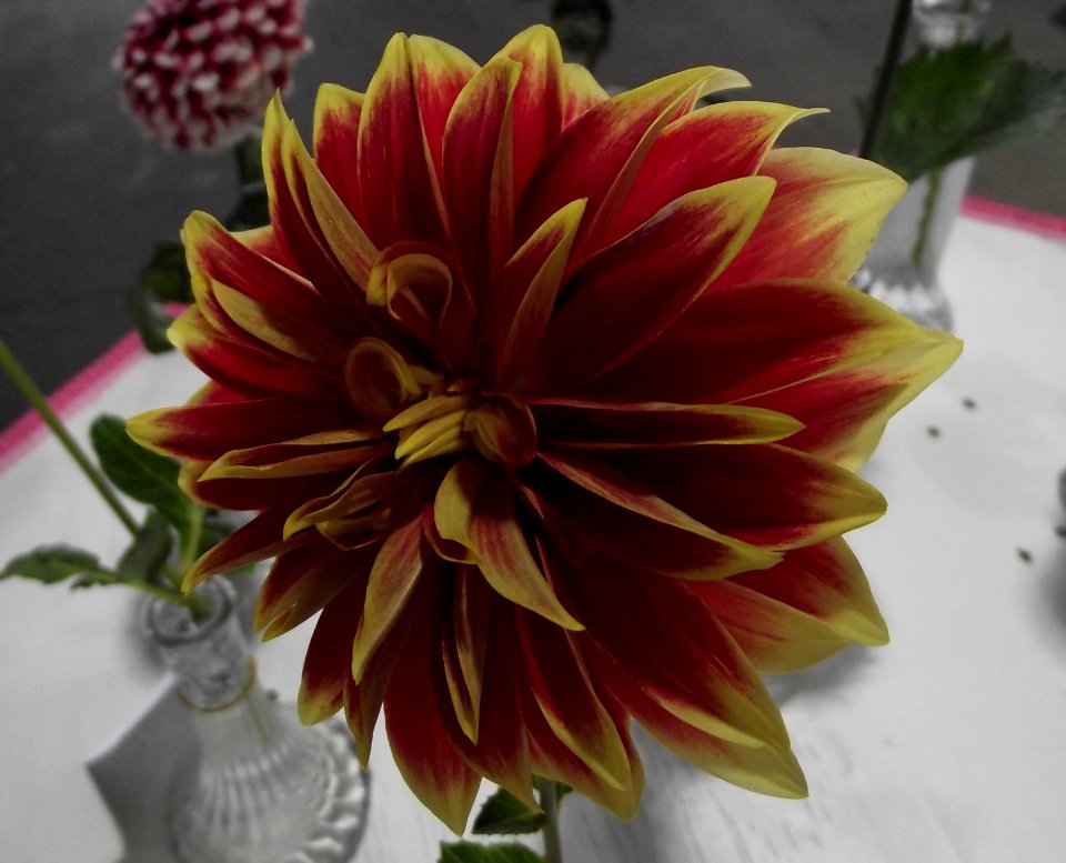 Dahlia 'ketchup and mustard'