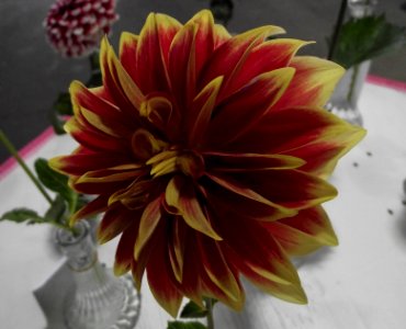 Dahlia 'ketchup and mustard'