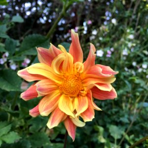 Dahlia × pinnata IMG 0106 photo