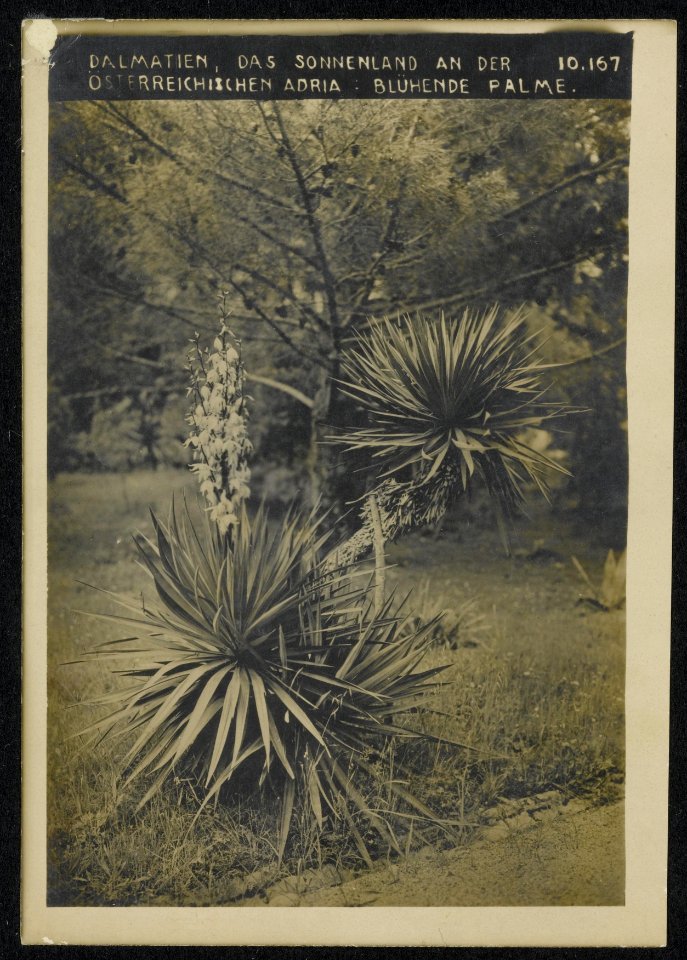 Dalmatien, das Sonnenland an der Österreichischen Adria blühende Palme., Bestanddeelnr 158-1589