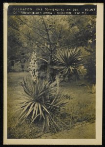 Dalmatien, das Sonnenland an der Österreichischen Adria blühende Palme., Bestanddeelnr 158-1589