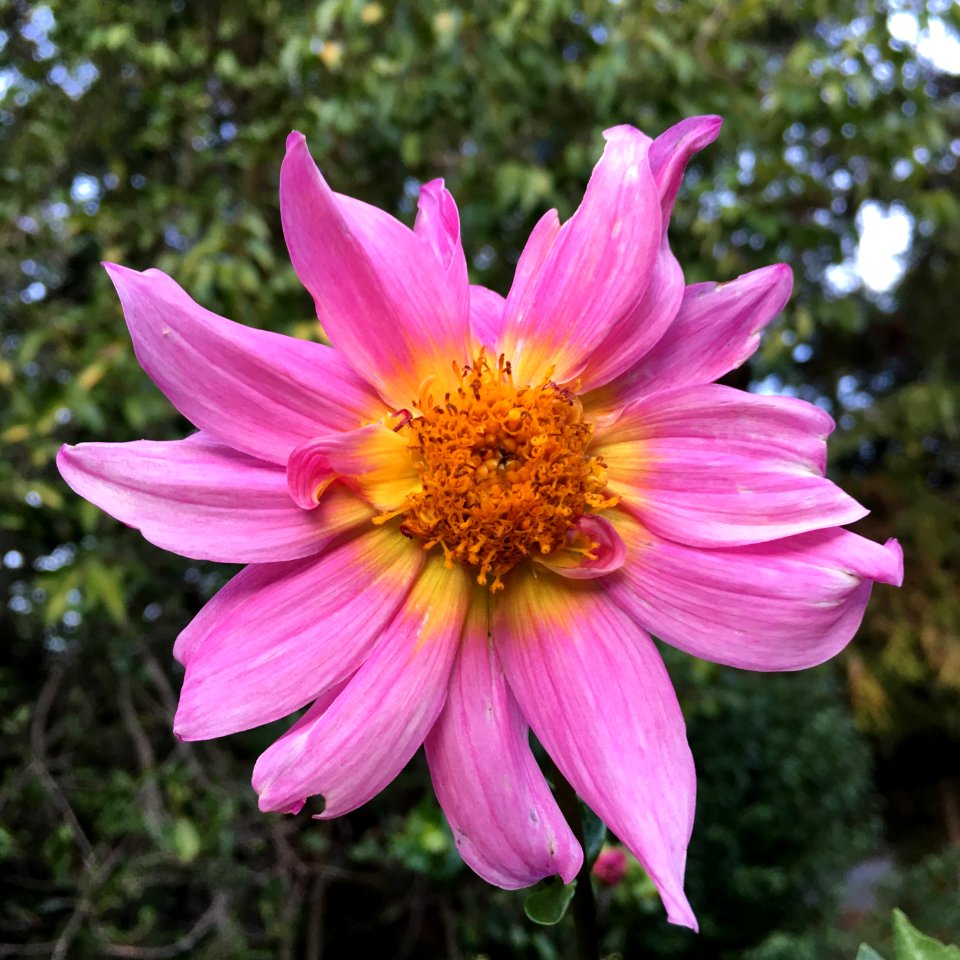 Dahlia × pinnata IMG 0081